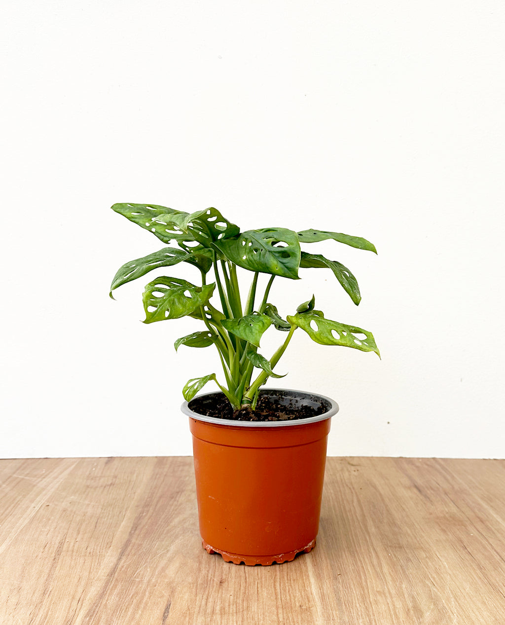 monstera adansonii comprar Monstera adansonii – lepotit