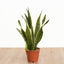 Sansevieria - Lengua de Suegra (M)