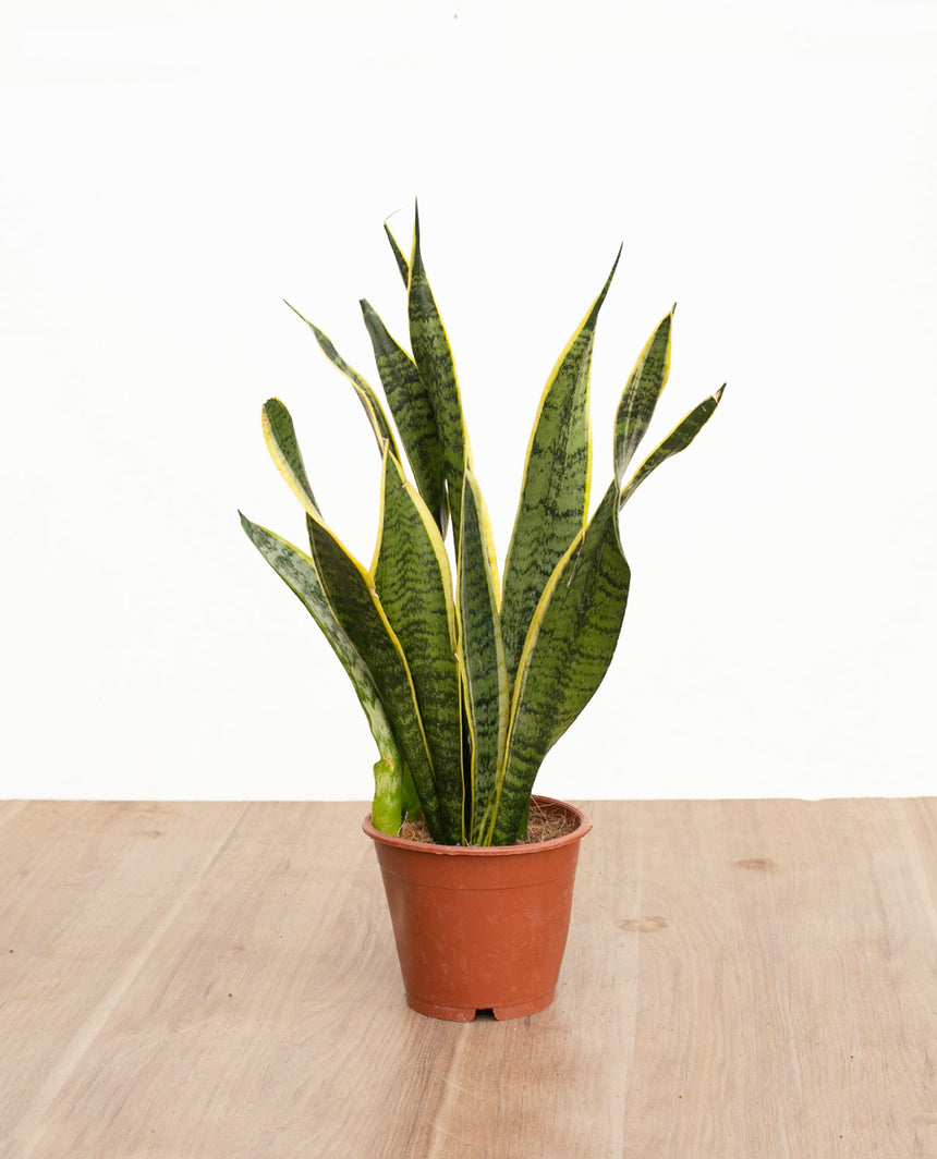 Sansevieria - Lengua de Suegra (M)