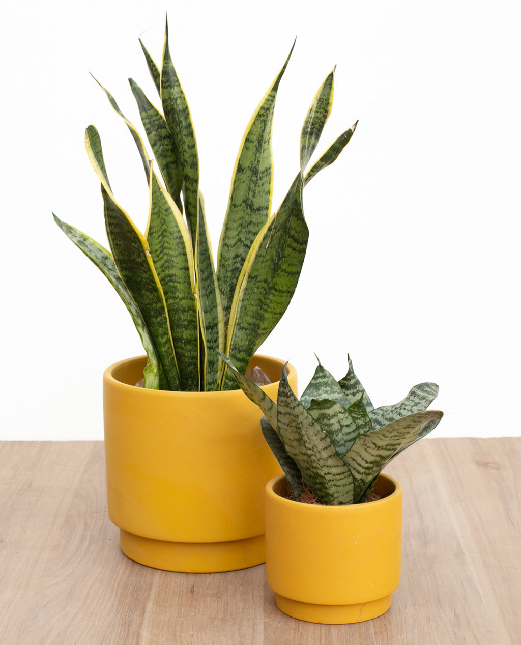 Sansevieria-doblebase-Yellow-