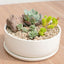Jardin suculentas paila ceramica