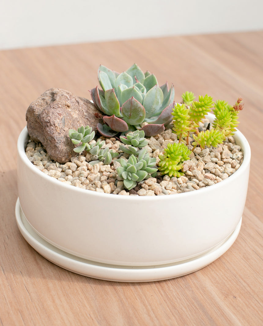 Jardin suculentas paila ceramica