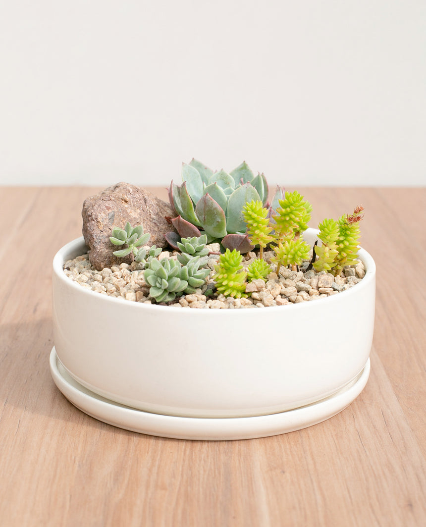 Jardin suculentas paila ceramica