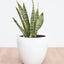 Sansevieria - Lengua de Suegra (M)