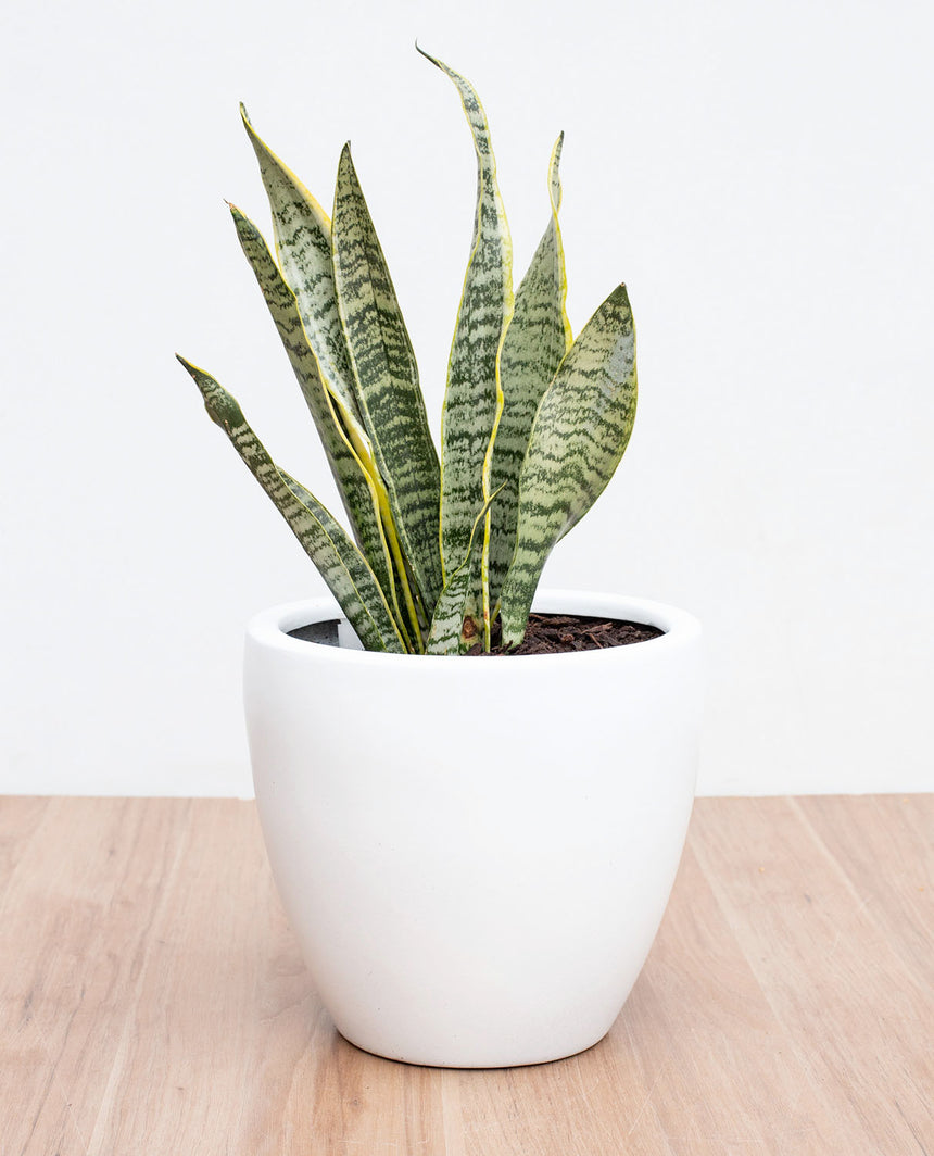 Sansevieria - Lengua de Suegra (M)