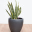 Sansevieria - Lengua de Suegra (M)