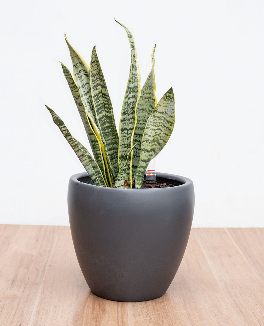 Sansevieria - Lengua de Suegra (M)