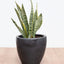 Sansevieria - Lengua de Suegra (M)