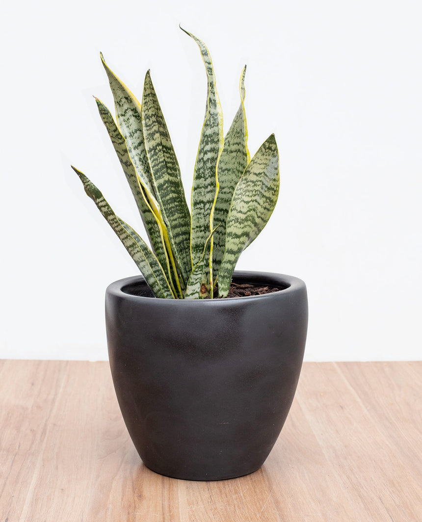 Sansevieria - Lengua de Suegra (M)