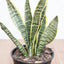 Sansevieria - Lengua de Suegra (M)