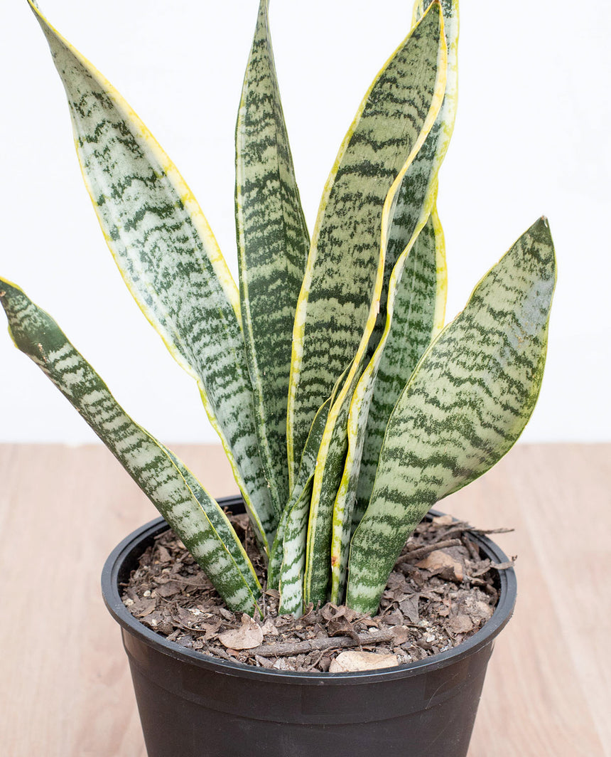 Sansevieria - Lengua de Suegra (M)