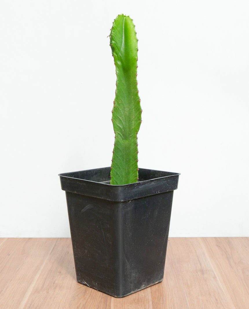 Euphorbia S