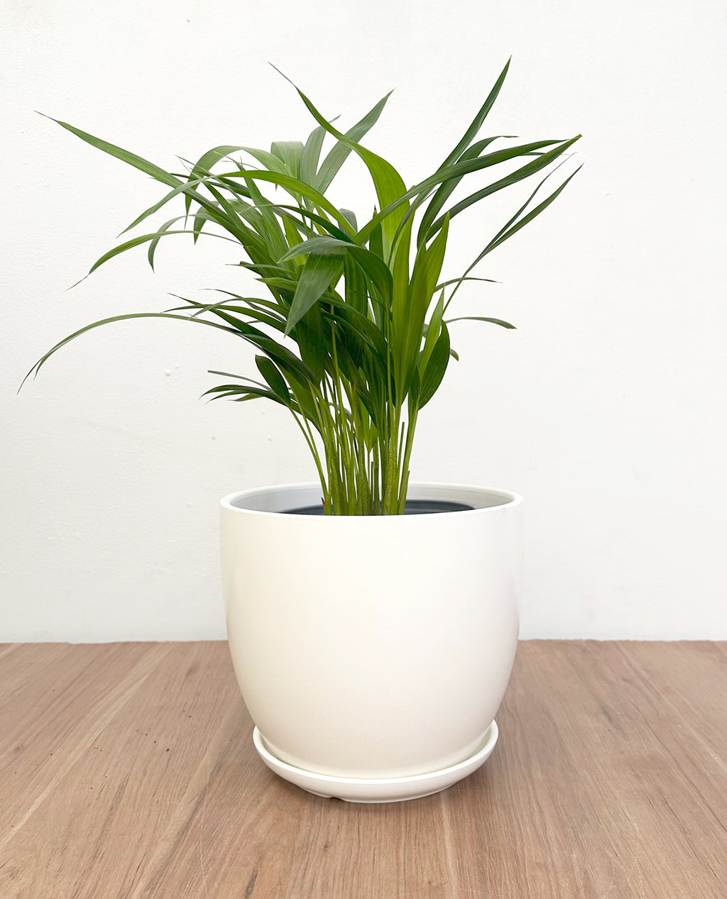 Palmera Areca
