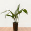 Aspidistra S
