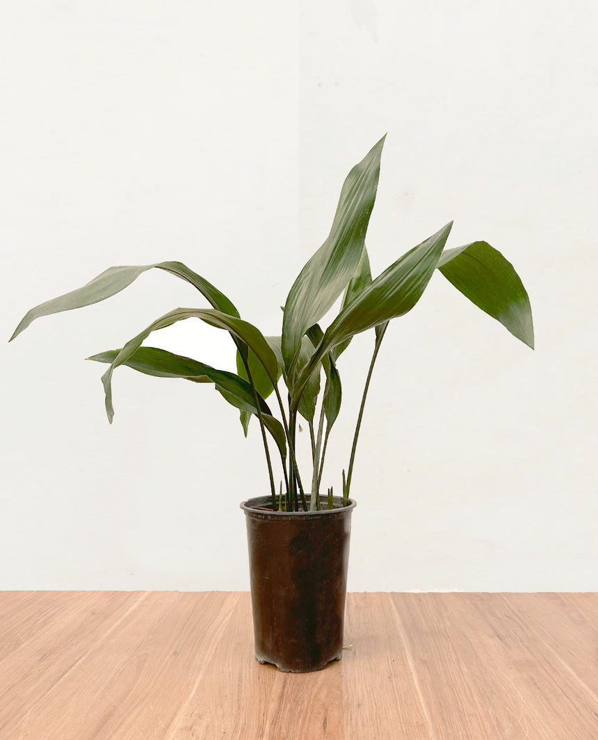 Aspidistra S