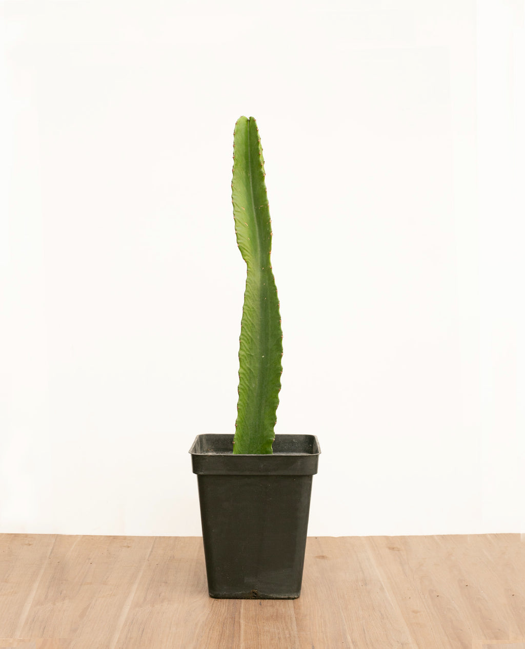 Euphorbia Candelabrum M
