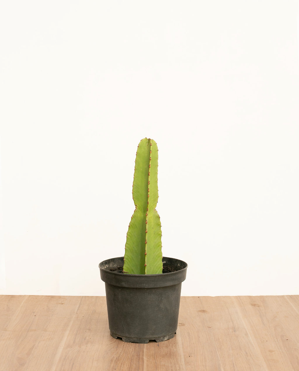 Euphorbia S