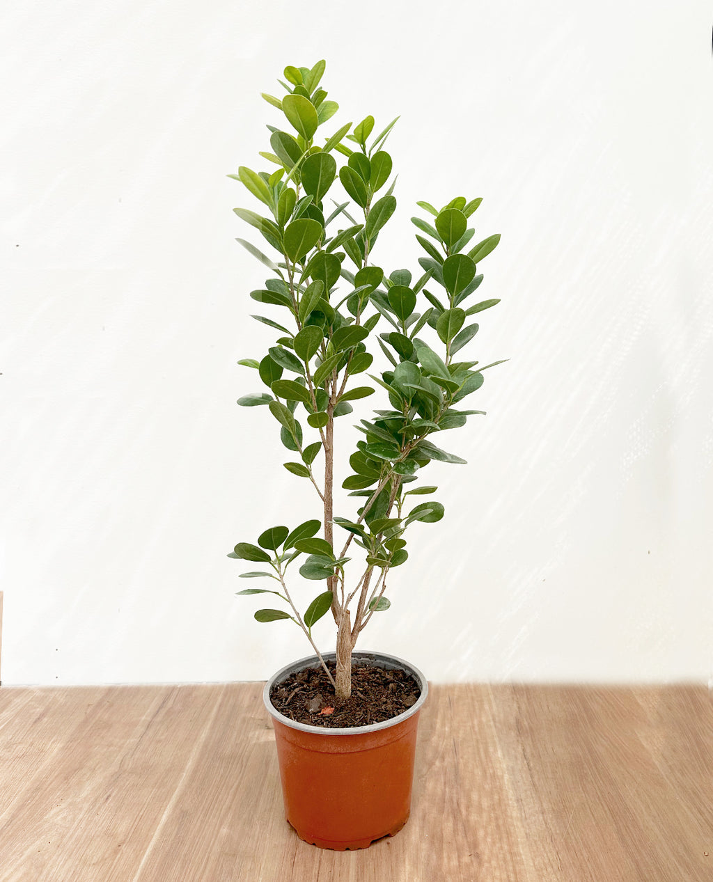 Ficus Moclame