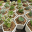 Suculenta Macetero hexágono mini