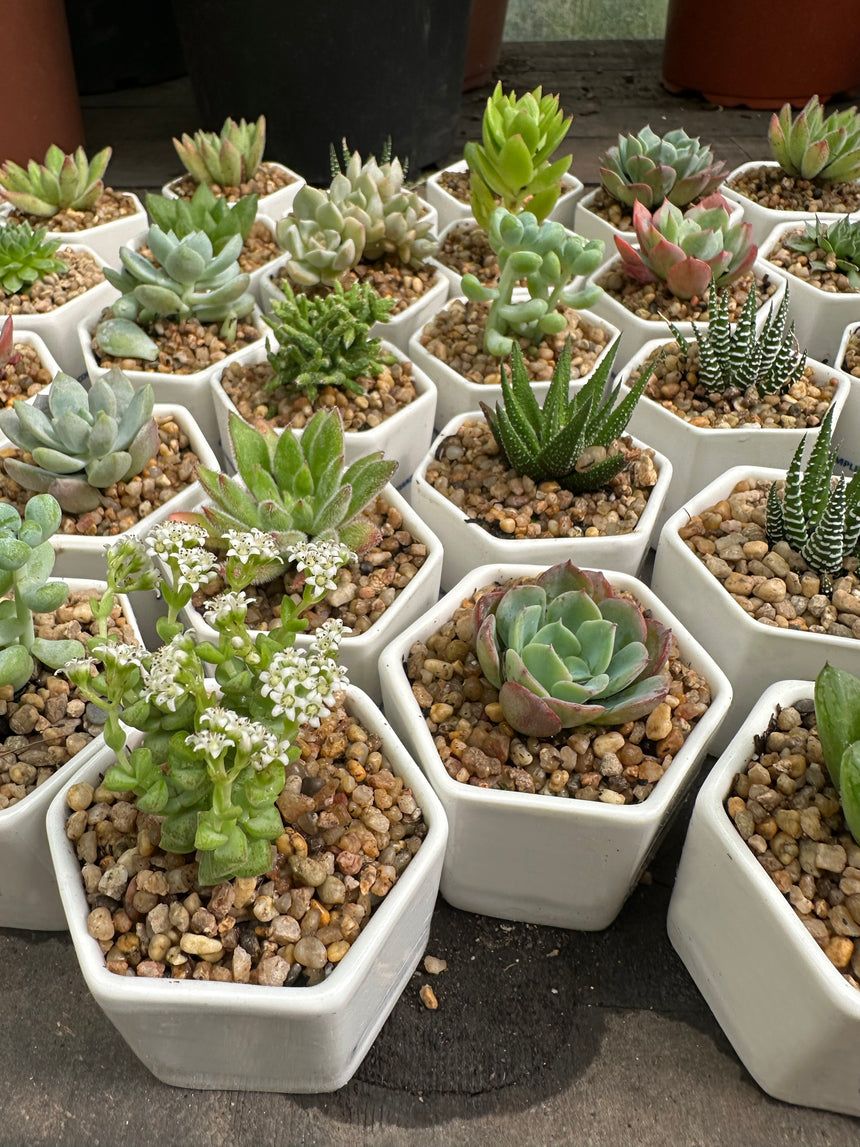 Suculenta Macetero hexágono mini