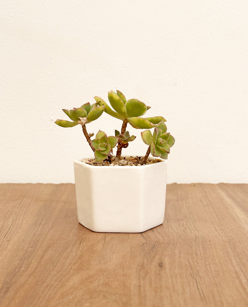 Suculenta Macetero hexágono mini