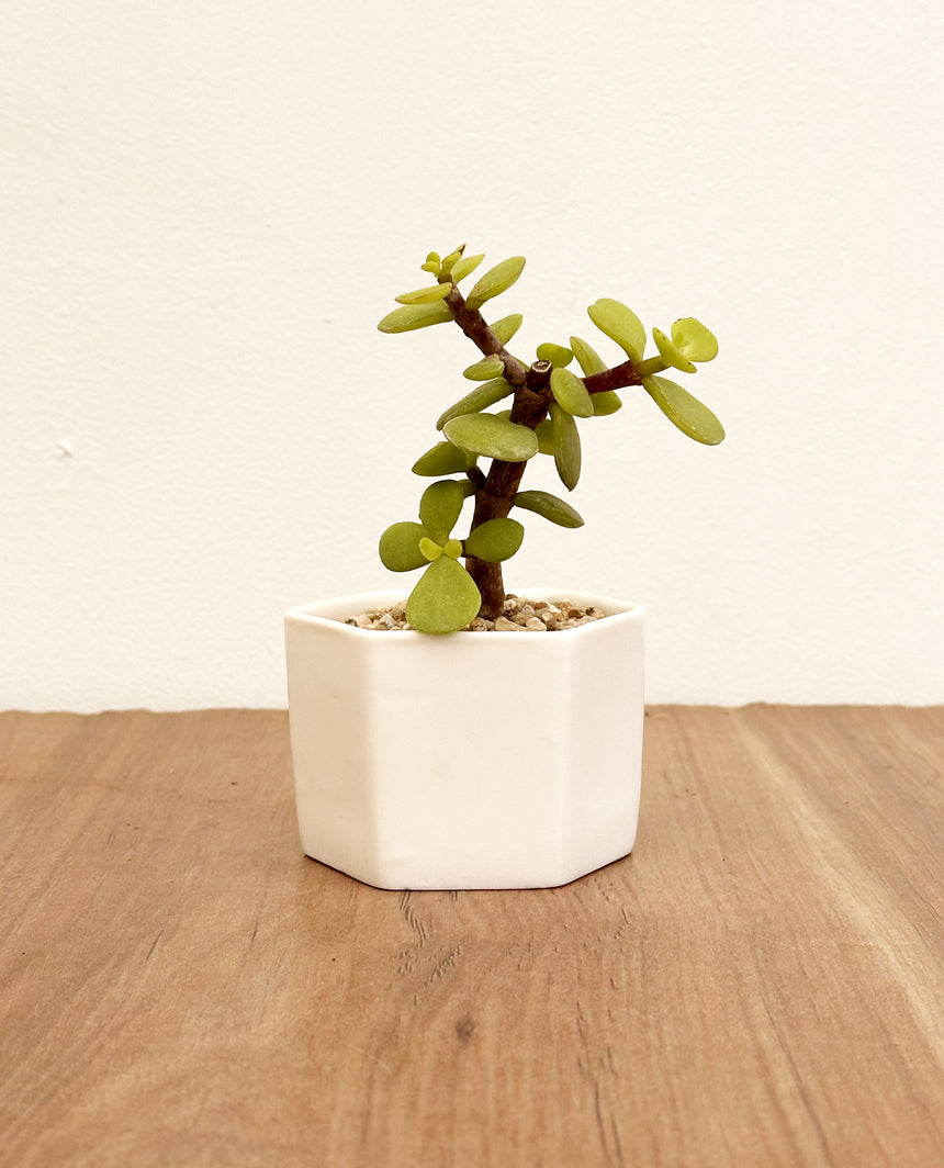 Suculenta Macetero hexágono mini