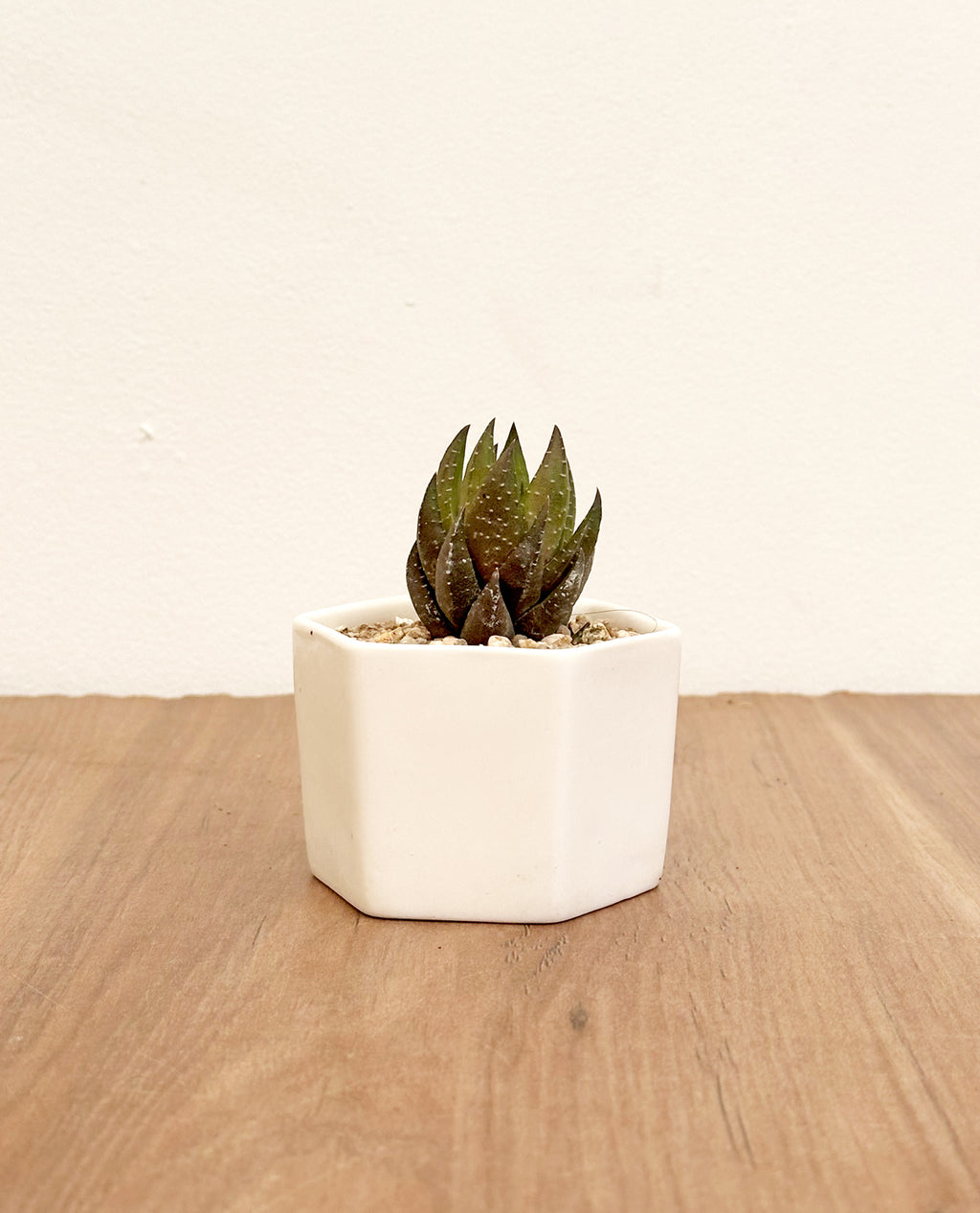 Suculenta Macetero hexágono mini