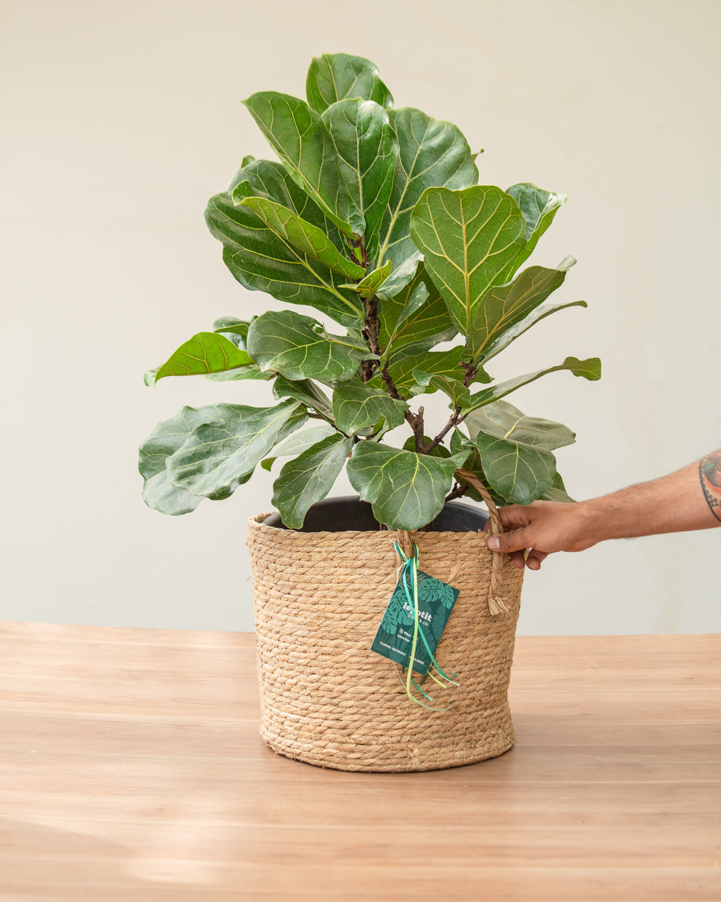 Ficus Lyrata (L)