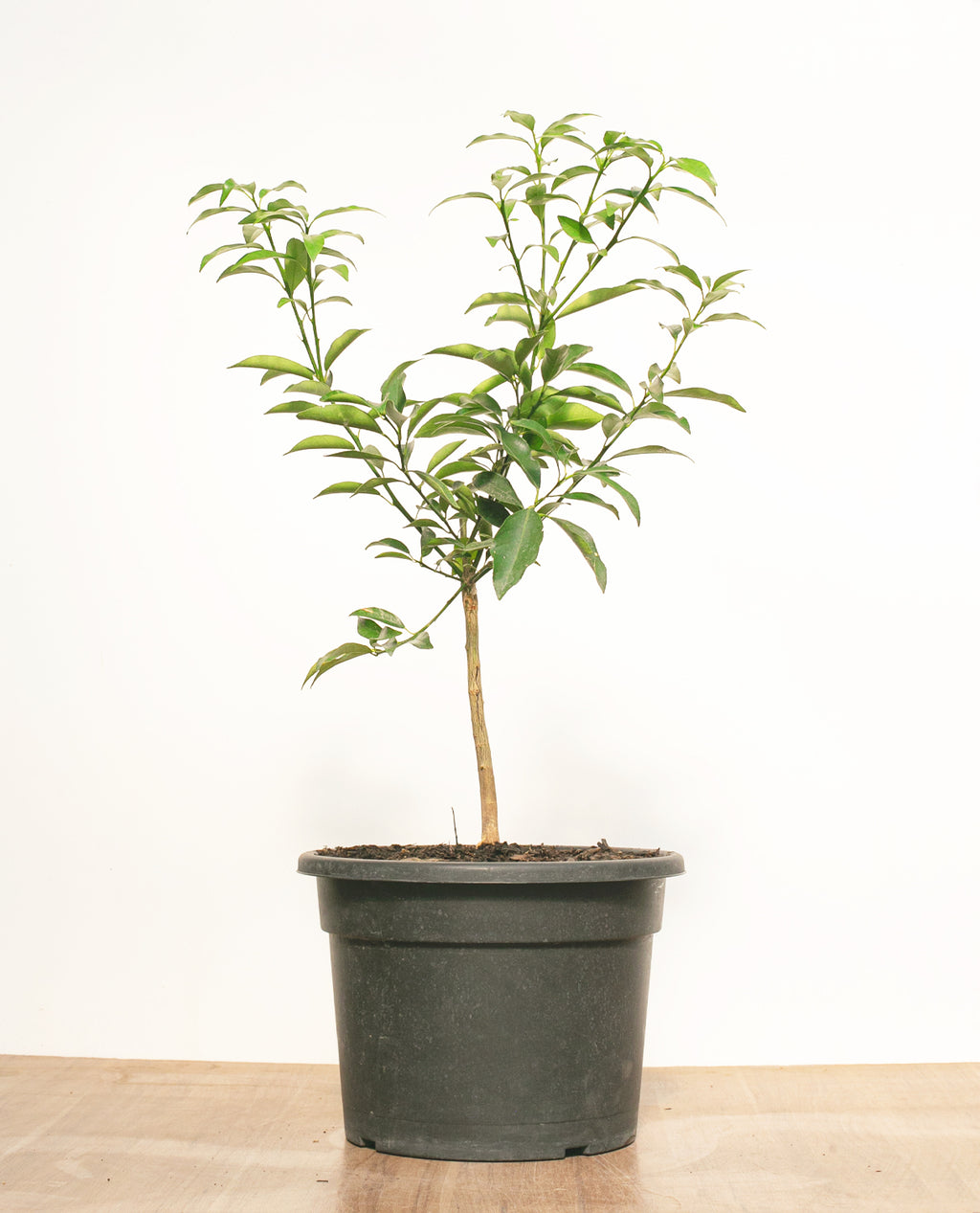 Kumquat