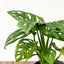 Monstera adansonii