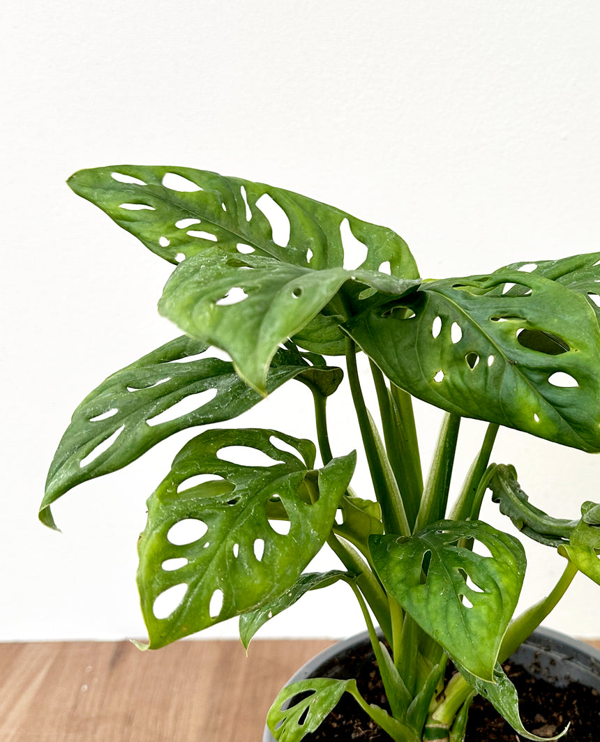 Monstera adansonii