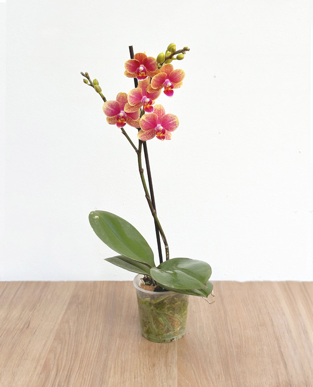 Orquidea