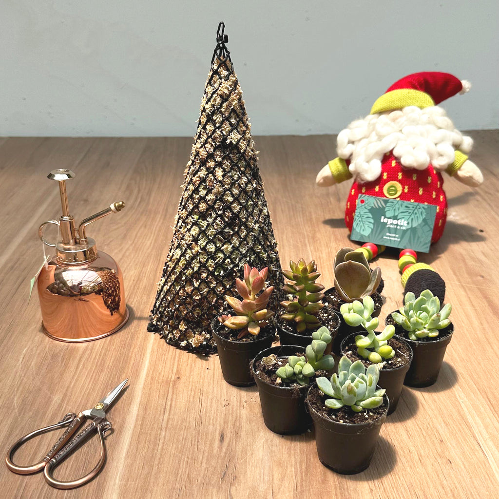 Pino navideño suculenta