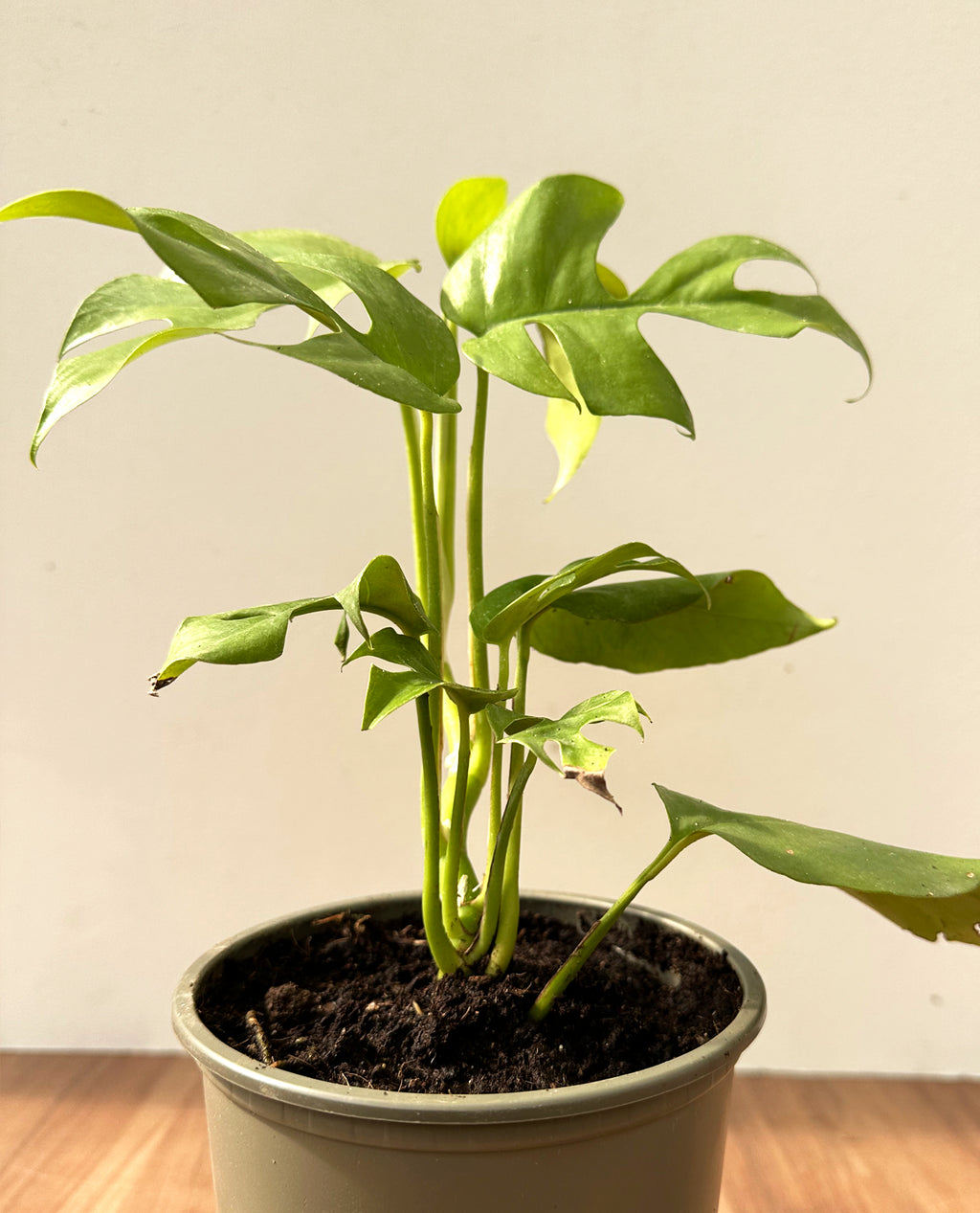 Rhaphidophora Tetrasperma