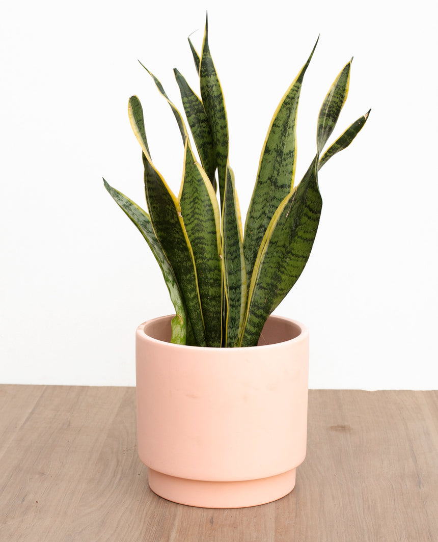sansevieria en maceta Sansevieria macetero doble base ceramica – lepotit