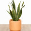 Sansevieria macetero doble base ceramica