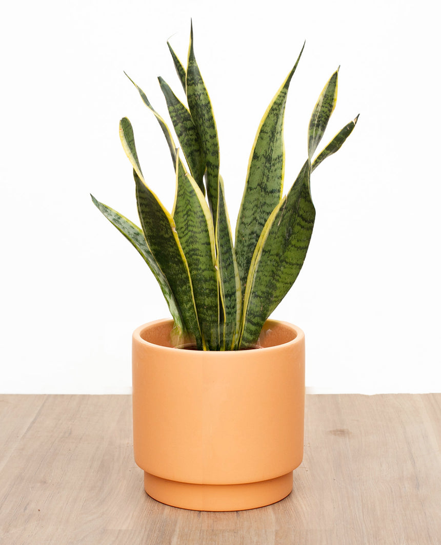 Sansevieria macetero doble base ceramica