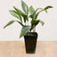 Aspidistra M