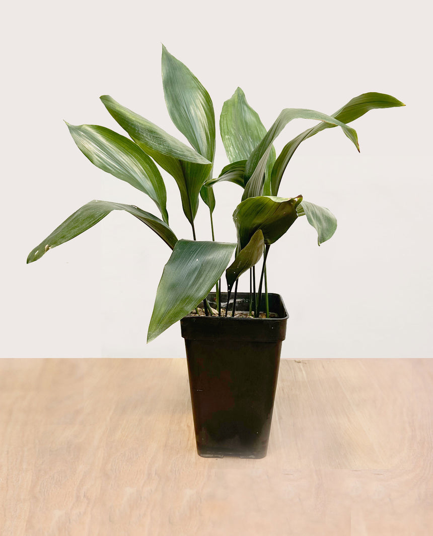 Aspidistra M