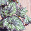 Begonia