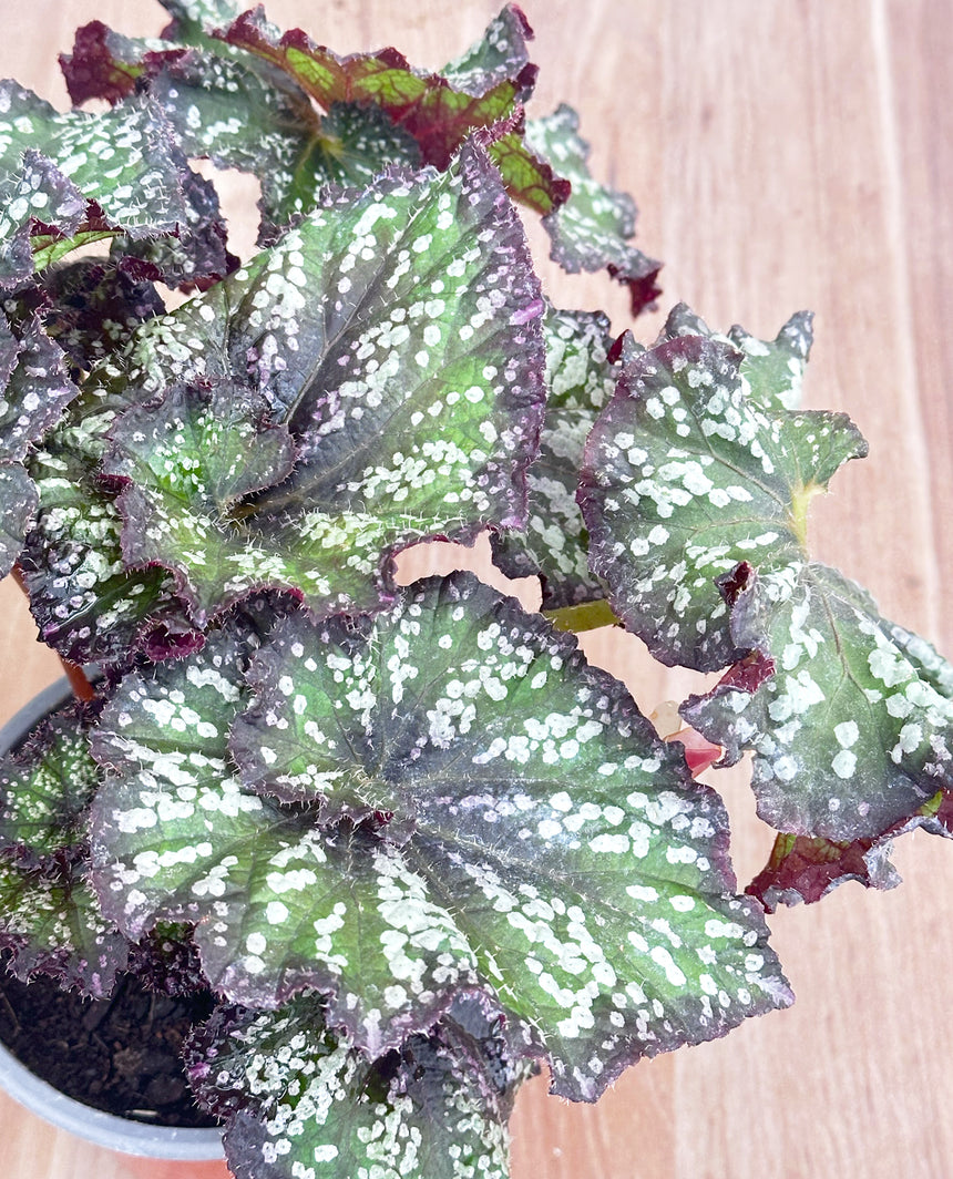 Begonia