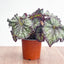 Begonia