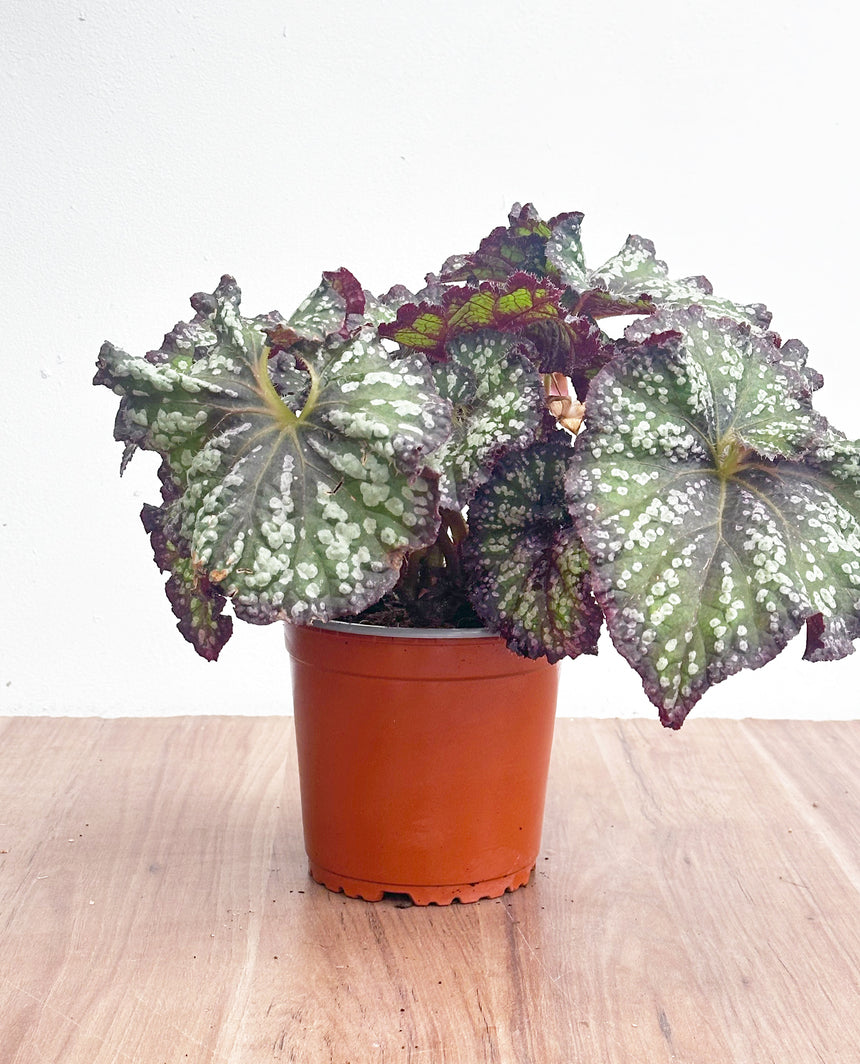 Begonia