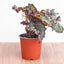 Begonia