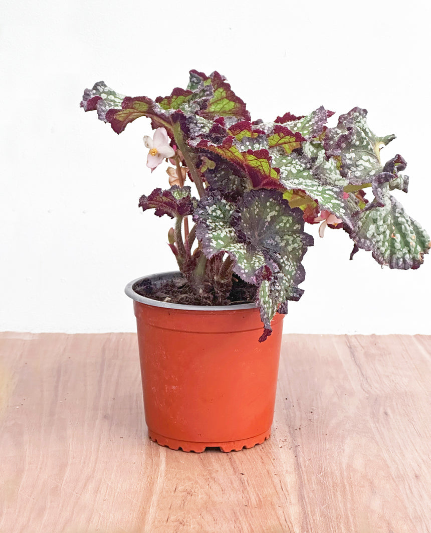 Begonia