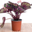 Begonia