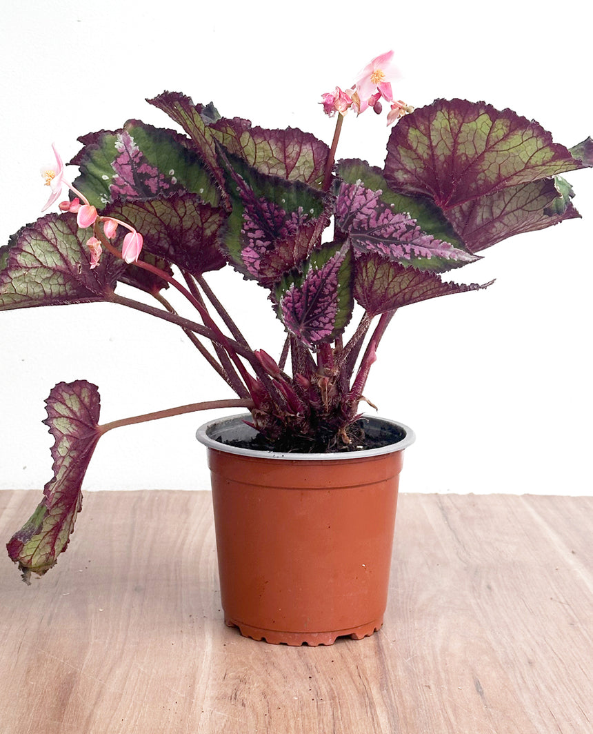 Begonia
