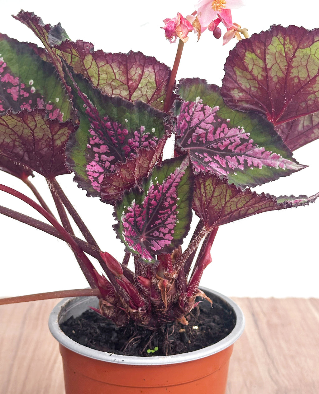 Begonia