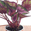 Begonia