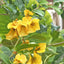 Buganvilia S
